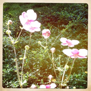 flowers under hot sun