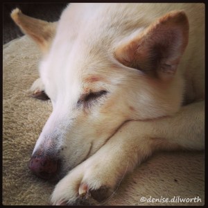 My dog, Coyote, sound asleep