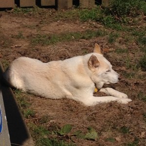 Coyote, my husky, lies in the yard.