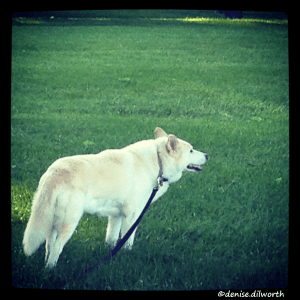 white husky-mix on her leash