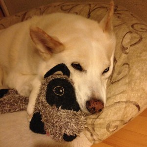 My dog with her raccoon toy
