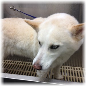 My dog, Coyote, in the tub