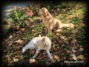 My dogs Sachi and Coyote