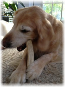 My dog, Sachi, chewing an antler