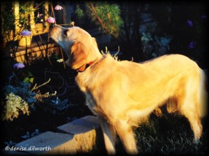 My Sachi as a puppy, 10 mos