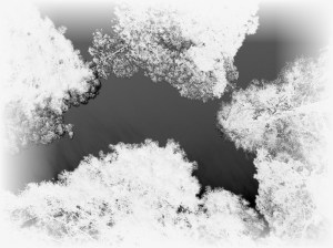 inverted black & white looking up through trees