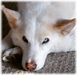 My dog, Coyote, gazing at me