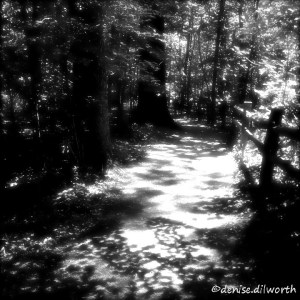 black-and-white forest path