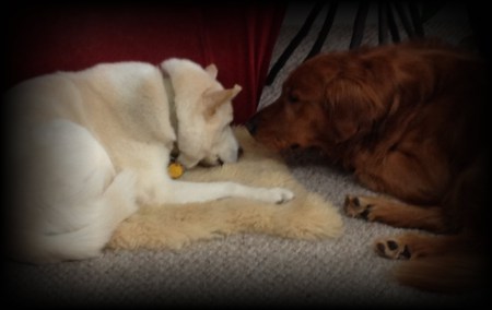 Bodhi checks in with his sister, Coyote