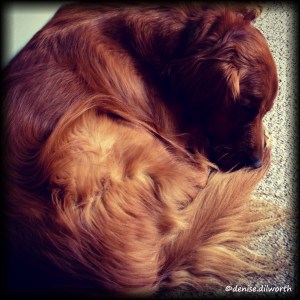 Bodhi, my Golden, sleeps