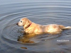 My Golden, Sachi, swimming