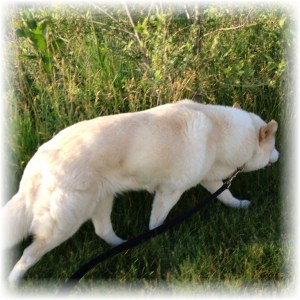Coyote walks in the field.