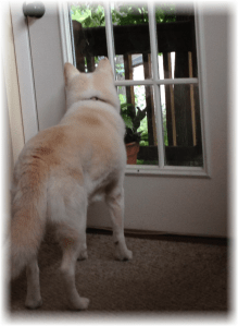 Coyote looking longingly out the front door.