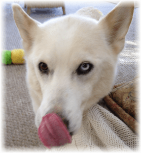 Coyote licking her nose