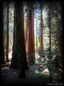 Grove of sequoia and redwoods
