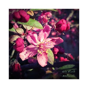 crabapple blossom