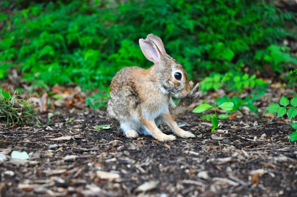 Photo of little brown bunny