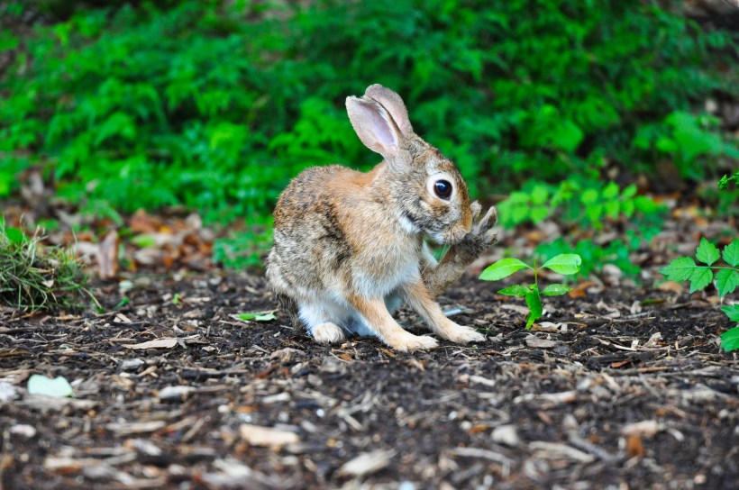 Photo of little brown bunny