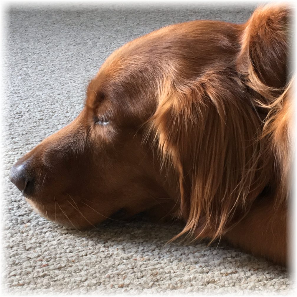 Nap in a sunbeam - fade