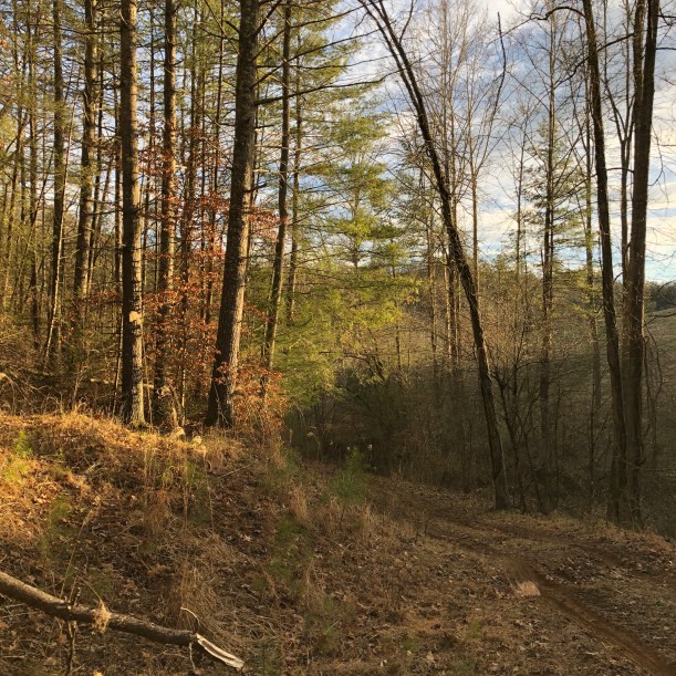 View from the tractor road, late winter.