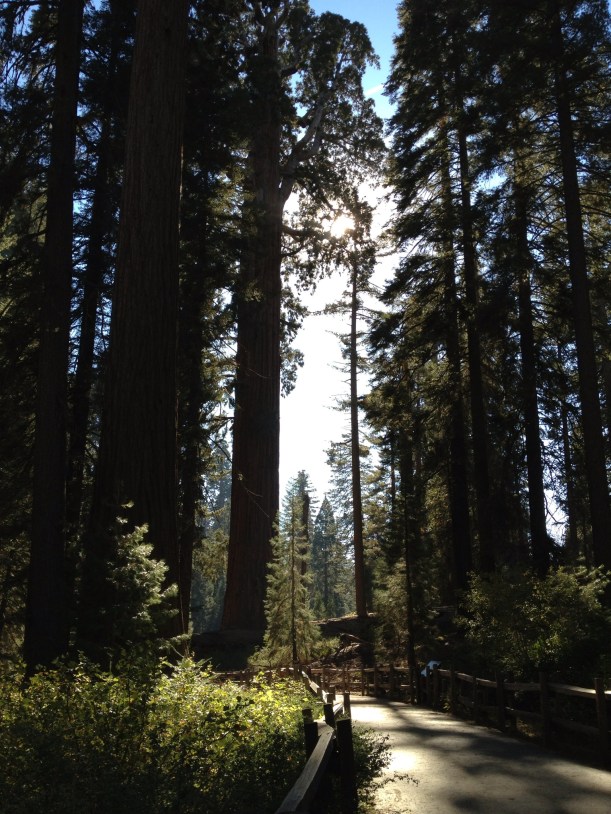 Sunlit path through redwoods